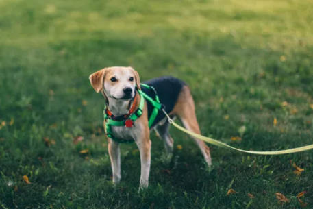 Vendita guinzagli cane Alzano Lombardo