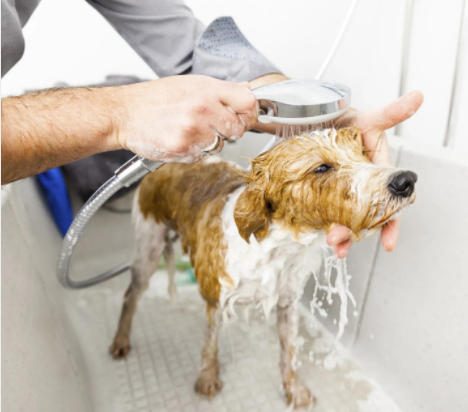 Lavaggio cani self service Alzano Lombardo